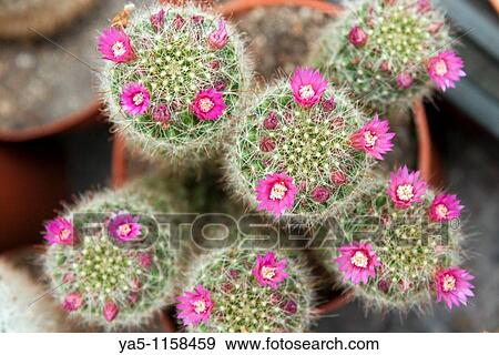 cactaceae cactus at the Arboretum Trompemburg, Rotterdam, Netherlands View Large Photo Image Stock Photo - cactaceae cactus at the Arboretum Trompemburg, Rotterdam, Netherlands. Fotosearch