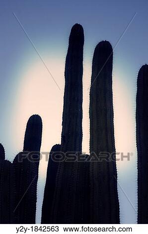 Cactus at sunset. View Large Photo Image Stock Image - Cactus at sunset.. Fotosearch