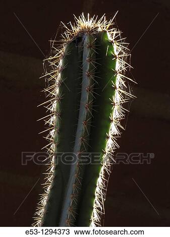 Stock Image - Cactus, backlit with spiderwebs, Tucson, AZ. Fotosearch