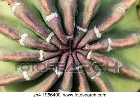 Stock Image - Cactus Detail in Botanical Garden Erfurt. Germany.. Fotosearch