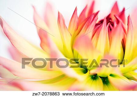 Cactus flowering Dahlia close up. View Large Photo Image Stock Image - Cactus flowering Dahlia close up.. Fotosearch