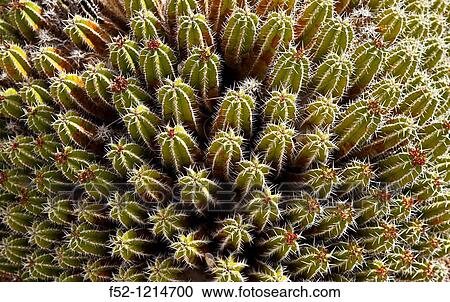 Cactus garden by the Centro de Interpretaci? n del Molino de gofio de Antigua, Antigua, Fuerteventura, Las Palmas, Canary Islands, Spain View Large Photo Image Stock Image - Cactus garden by the Centro de Interpretaci? n del Molino de gofio de Antigua, Antigua, Fuerteventura, Las Palmas, Canary Islands, Spain. Fotosearch