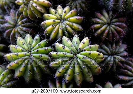 Cactus. Image taken at home garden, Kuching. View Large Photo Image Stock Image - Cactus. Image taken at home garden, Kuching.. Fotosearch