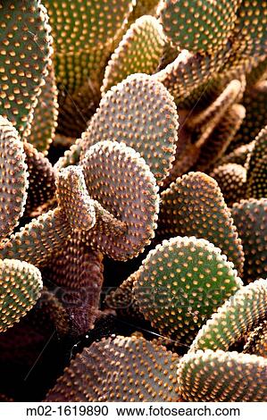 Cactus in Lanzarote, Canary Islands, Spain View Large Photo Image Stock Image - Cactus in Lanzarote, Canary Islands, Spain. Fotosearch