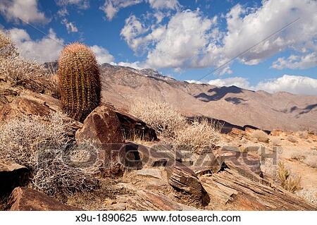 cactus in the landscape at Palm Canyon, Palm Springs, California, United States of America, USA View Large Photo Image Stock Photography - cactus in the landscape at Palm Canyon, Palm Springs, California, United States of America, USA. Fotosearch