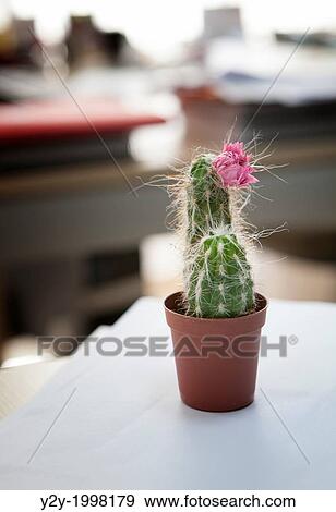 Cactus in the office. View Large Photo Image Stock Photo - Cactus in the office.. Fotosearch