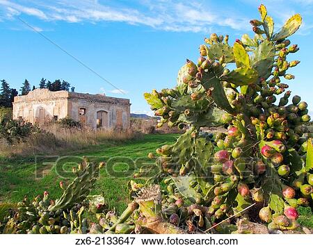 Cactus Indian fig fruits (Opuntia ficus-indica) at Sant Carles de la Rapita village countryside. Montsia Region, Ebro River Delta Natural Park, Tarragona province, Catalonia, Spain. View Large Photo Image Stock Photo - Cactus Indian fig fruits (Opuntia ficus-indica) at Sant Carles de la Rapita village countryside. Montsia Region, Ebro River Delta Natural Park, Tarragona province, Catalonia, Spain.. Fotosearch