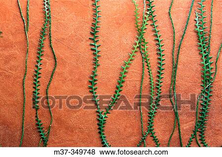 Stock Photo - Cactus. Oaxaca. Mexico.. Fotosearch