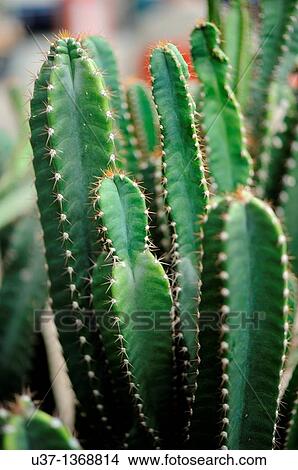 Picture - Cactus. Fotosearch