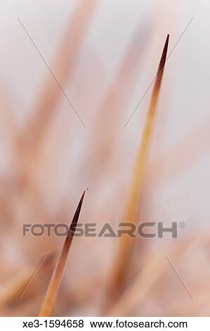 Stock Photo - Cactus spikes. Fotosearch