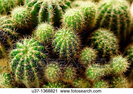 Stock Image - Cactus. Fotosearch