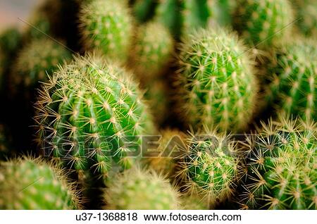 Cactus View Large Photo Image Stock Photo - Cactus. Fotosearch
