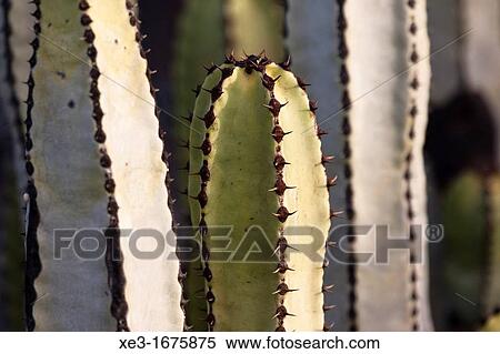 Cactus, Tenerife, Canary Islands, Spain View Large Photo Image Stock Photography - Cactus, Tenerife, Canary Islands, Spain. Fotosearch