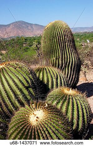 Cactus, Terra Blanca canyons, Guanajuato district, Mexico View Large Photo Image Stock Image - Cactus, Terra Blanca canyons, Guanajuato district, Mexico. Fotosearch