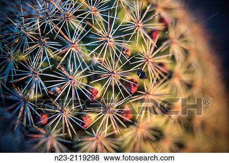 Stock Photo - Cactus, Valencia, Spain.. Fotosearch