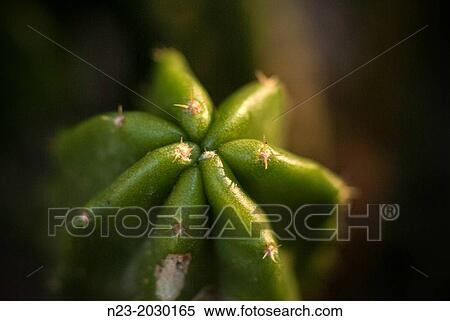 Cactus, Valencia, Spain. View Large Photo Image Stock Photography - Cactus, Valencia, Spain.. Fotosearch