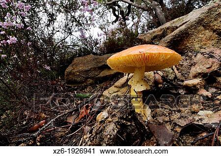 Stock Image - Caesar's Mushroom in a wood, oronja, reig, amanita caesarea, Edible mushroom, Costa Brava, Girona, Spain, Europe. Fotosearch