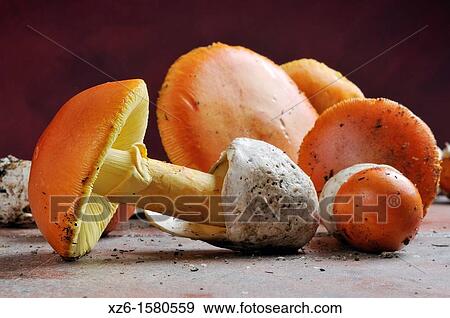 Caesar's Mushroom, oronja, reig, amanita caesarea, Edible mushroom, Costa Brava, Girona, Spain, Europe View Large Photo Image Stock Photo - Caesar's Mushroom, oronja, reig, amanita caesarea, Edible mushroom, Costa Brava, Girona, Spain, Europe. Fotosearch