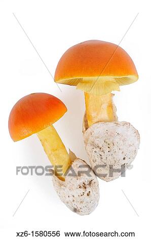 Stock Photograph - Caesar's Mushroom, oronja, reig, amanita caesarea, Edible mushroom, Costa Brava, Girona, Spain, Europe. Fotosearch