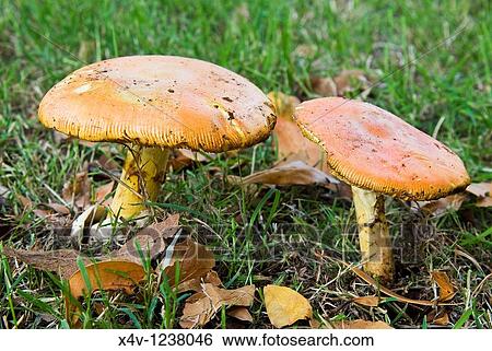 Caesar's mushrooms Amanita caesarea View Large Photo Image Stock Photograph - Caesar's mushrooms Amanita caesarea. Fotosearch