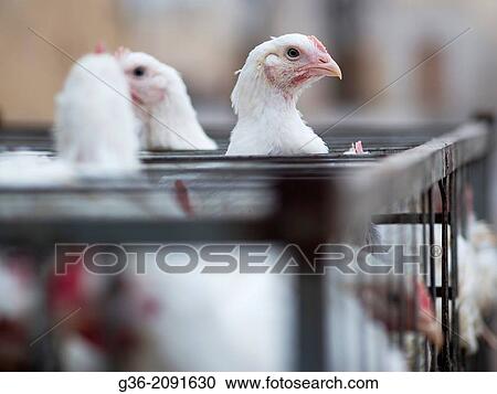 Caged chickens looking with curiosity, in the Medina in Fez, Morrocco. View Large Photo Image Stock Image - Caged chickens looking with curiosity, in the Medina in Fez, Morrocco.. Fotosearch