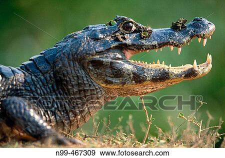 Stock Photo - Caiman (Caiman crocodilus) sunbathing on the bank of a water pond, open mouth. Near Pocone. Pantanal. Mato Grosso. Brazil.. Fotosearch