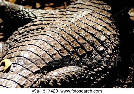 Stock Image - Caiman crocodilus skin, Common Caiman in a marine turtle farm, Monterrico, Pacific Coast, Guatemala. Fotosearch