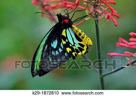 Cairns birdwing Ornithoptera priamus, Niagara Butterfly Conservatory, Niagara Falls, Ontario, Canada View Large Photo Image Stock Image - Cairns birdwing Ornithoptera priamus, Niagara Butterfly Conservatory, Niagara Falls, Ontario, Canada. Fotosearch