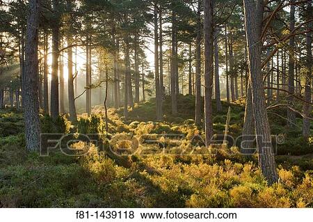 Stock Photo - Caledonian pine wood, Abernethy Forest, Cairngorms National Park, Scotland, April 2007. Fotosearch
