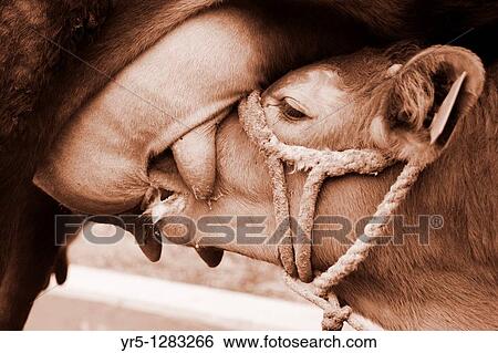 Stock Photograph - Calf feeding. Fotosearch