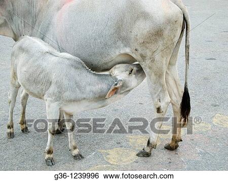 Stock Photograph - Calf nurses in Bangalore, Karnataka, India. Fotosearch
