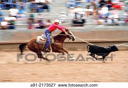 Calf roping rodeo in New Mexico View Large Photo Image Stock Photo - Calf roping rodeo in New Mexico. Fotosearch