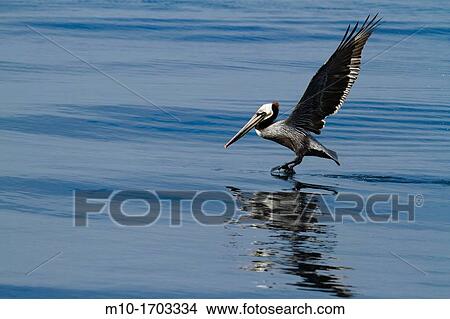 California Brown Pelican taking off View Large Photo Image Picture - California Brown Pelican taking off. Fotosearch