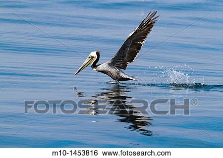 California Brown Pelican taking off View Large Photo Image Stock Photograph - California Brown Pelican taking off. Fotosearch