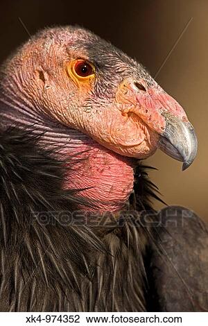 California Condor (Gymnogyps californianus), captive, California, USA - IUCN designated endangered species View Large Photo Image Stock Image - California Condor (Gymnogyps californianus), captive, California, USA - IUCN designated endangered species. Fotosearch