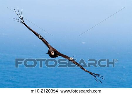 California Condor in flight off the coast of Big Sur, California, USA View Large Photo Image Picture - California Condor in flight off the coast of Big Sur, California, USA. Fotosearch