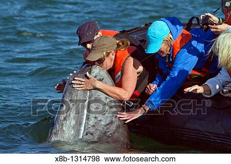 California gray whale Eschrichtius robustus calf with excited whale watchers in San Ignacio Lagoon on the Pacific side of the Baja Peninsula, Baja California Sur, Mexico View Large Photo Image Stock Photo - California gray whale Eschrichtius robustus calf with excited whale watchers in San Ignacio Lagoon on the Pacific side of the Baja Peninsula, Baja California Sur, Mexico. Fotosearch