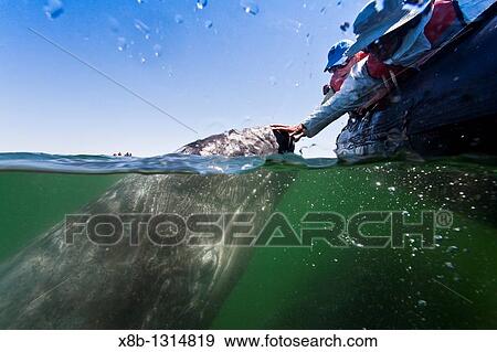 California gray whale Eschrichtius robustus calf photographed half above and half below the water in San Ignacio Lagoon on the Pacific side of the Baja Peninsula, Baja California Sur, Mexico View Large Photo Image Stock Photo - California gray whale Eschrichtius robustus calf photographed half above and half below the water in San Ignacio Lagoon on the Pacific side of the Baja Peninsula, Baja California Sur, Mexico. Fotosearch