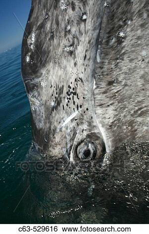 California gray whale (Eschrichtius robustus) spy-hopping (eye detail) in the calm waters of San Ignacio Lagoon, Baja California Sur, Mexico. View Large Photo Image Stock Photograph - California gray whale (Eschrichtius robustus) spy-hopping (eye detail) in the calm waters of San Ignacio Lagoon, Baja California Sur, Mexico.. Fotosearch