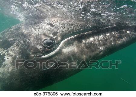 California Gray Whale Eschrichtius robustus underwater in San Ignacio Lagoon on the Pacific side of the Baja Peninsula, Baja California Sur, Mexico View Large Photo Image Stock Photograph - California Gray Whale Eschrichtius robustus underwater in San Ignacio Lagoon on the Pacific side of the Baja Peninsula, Baja California Sur, Mexico. Fotosearch