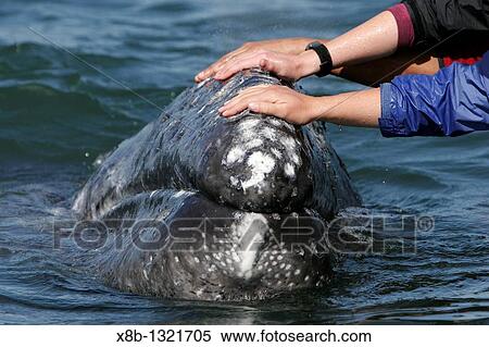Stock Photography - California gray whale Eschrichtius robustus calf being touched by excited whale watchers in the calm waters of San Ignacio Lagoon, Baja California Sur, Mexico. Fotosearch