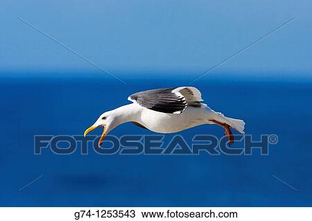 California Gull along Pacific Seashore California USA View Large Photo Image Stock Image - California Gull along Pacific Seashore California USA. Fotosearch