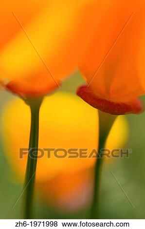 Stock Photo - California Poppies (Eschscholtzia californica), Antelope Valley, California USA.. Fotosearch
