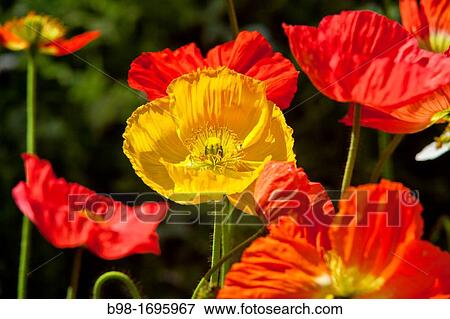 California Poppies View Large Photo Image Stock Photo - California Poppies. Fotosearch