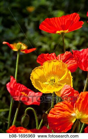 California Poppies View Large Photo Image Stock Photo - California Poppies. Fotosearch