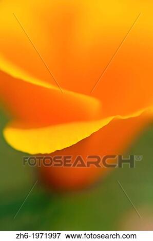 California Poppy detail (Eschscholtzia californica), Antelope Valley, California USA. View Large Photo Image Stock Photo - California Poppy detail (Eschscholtzia californica), Antelope Valley, California USA.. Fotosearch