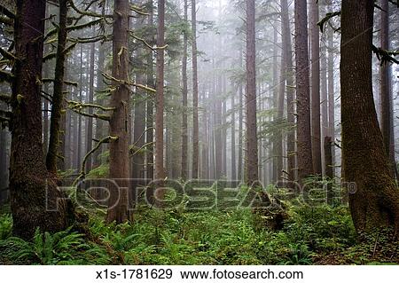 California Redwood Groves View Large Photo Image Stock Photo - California Redwood Groves. Fotosearch