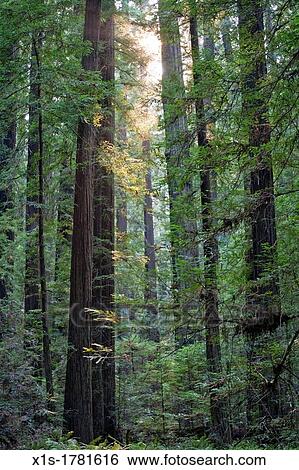 California Redwood Groves View Large Photo Image Stock Photograph - California Redwood Groves. Fotosearch