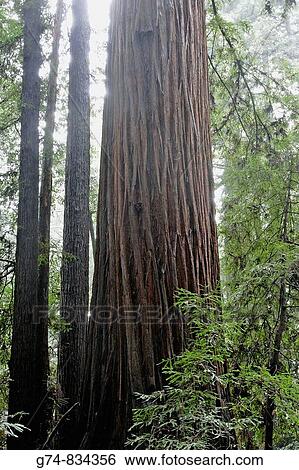 California Redwoods, misty day in forest along coast of California, USA View Large Photo Image Stock Photograph - California Redwoods, misty day in forest along coast of California, USA. Fotosearch