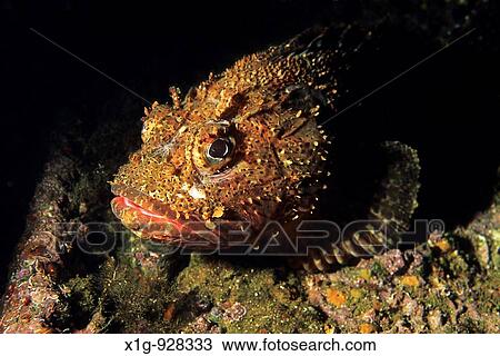 California scorpion fish Scorpaena guttata on an artificial reef created by a sunken ship in the California Channel Islands View Large Photo Image Stock Image - California scorpion fish Scorpaena guttata on an artificial reef created by a sunken ship in the California Channel Islands. Fotosearch